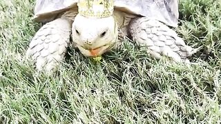 King tortoise enjoys red peppers in crown