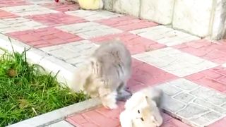 Most Funny Video | Cute Animal Video | Never Challenge to Fight | Funny Cats