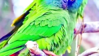 Love Video Status | Most Beautiful Birds Couple |Nature Status Video | #nature #status#febspot