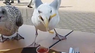 A seagull stole food from tourists at sea