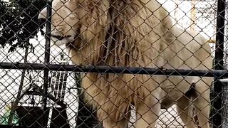 Big moving lion