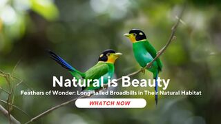 Feathers of Wonder: Long-tailed Broadbills in Their Natural Habitat