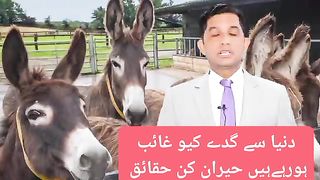 دنیا بھر میں گدے کیو غائب ہورہےہیں حیران کن حقائق