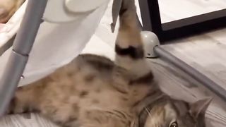 Cat babysitter