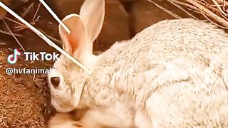 Rabbits can cover the entrance to their burrows to camouflage their homes