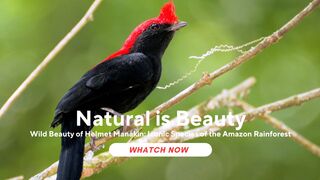 Wild Beauty of Helmet Manakin: Iconic Species of the Amazon Rainforest