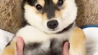 Homemade SPA for this good pup