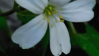 The beautiful  flowers seen at the Day