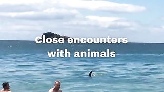 Close Encounters With Animals