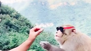 Funny monkey video 4