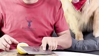 Funny animal pet