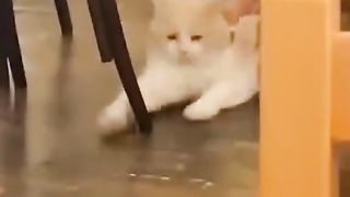 Random behavior of cute cats
