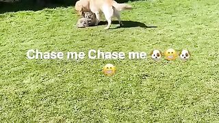 Dogs playing chase me!????????