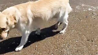 Golden retriever at the seaside