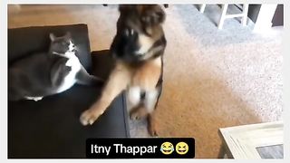 Funny Dog Vs Cat Viral Video