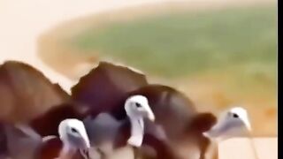 Animal funny video 5
