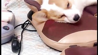 Dogs Rest Time