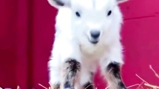 Funny Video | Little Baby So Cute | Sweet Animal Video | Nature Beauty |natureshort | febsotshorts video