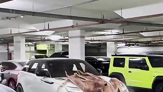 Octopus ????????