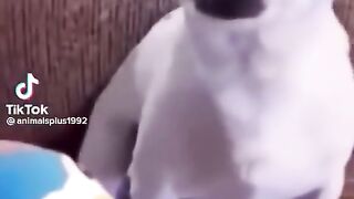 Just funny dogs being funny dogs ????‍♀️ #dogs #funny #funnydogs #compilation #shorts 2