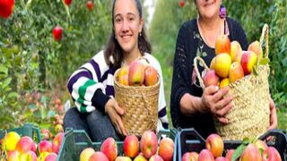 Harvesting-100-kg-of-Apples-