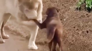 gentleman lion