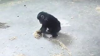 Baby monkey cleaning