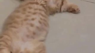 Cat who lost sleep