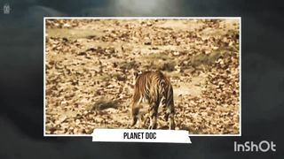 OS ANIMAIS COM A MORDIDAS MAIS FORTE DO MUNDO