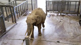 Elephants in park; lions, Zebras, buffalos, Kudu and other wildlife animals in the Addo Park near Port Elizabeth. Music