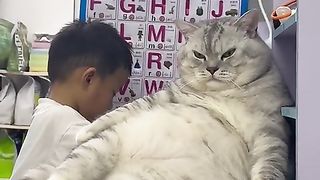 Funny | Feline Follies: A Big Kitty Companion's Comedy! | FunFM