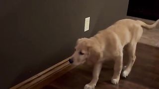 Funny | Doggy Dramas: The Not-So-Vicious Canine Attack! | FunFM