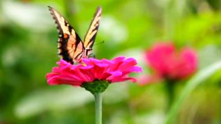 Most Beautiful World | HD Scenery Video | Calm and Relax | #nature #febspot