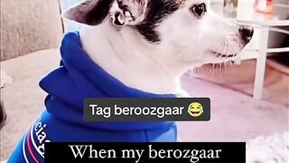 Funny Dog Viral Video 3