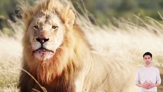 10 fakta menarik hewan singa. #fyp #viralvideo #masukberanda