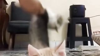 cute animals 7
