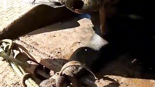 Love to animals