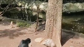 Funny video