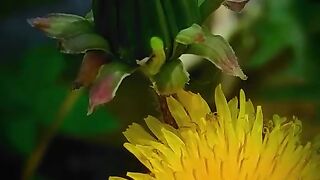 The beautiful flowers  at the Day