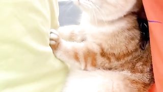 Very Cute 2