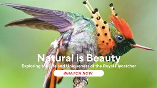 Exploring the Life and Uniqueness of the Royal Flycatcher (Onychorhynchus coronatus)