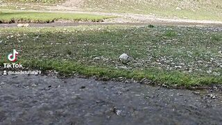 Viral video 52