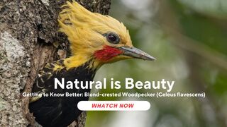 Getting to Know Better: Blond-crested Woodpecker (Celeus flavescens)