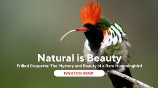Frilled Coquette: The Mystery and Beauty of a Rare Hummingbird