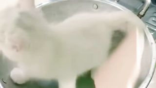 FUNNY CAT