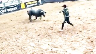 Buffalo fight