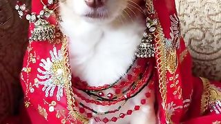 Cute dog very nice beautiful looking dog ne to duniya barbad kar di wow amazing ????????????????????????????
