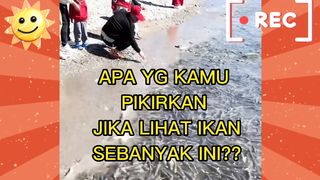 Pesta ikan di lautan samudra