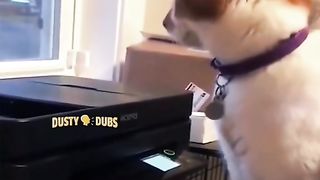 Funny cats pets