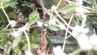 Animals lovers 54